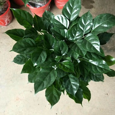 小幸福树