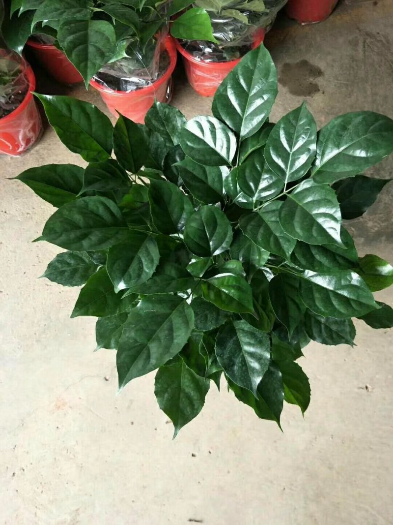 小幸福树