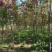 红花槐黄花槐香花槐刺槐苗圃大量供应大小规格均有量大