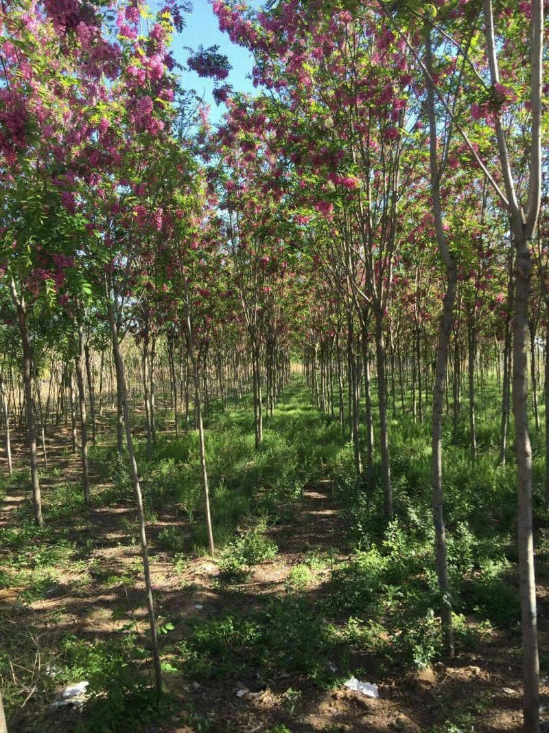红花槐黄花槐香花槐刺槐苗圃大量供应大小规格均有量大