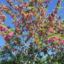 红花槐黄花槐香花槐刺槐苗圃大量供应大小规格均有量大