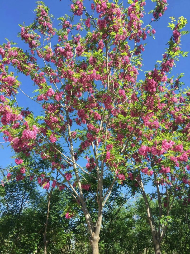 红花槐黄花槐香花槐刺槐苗圃大量供应大小规格均有量大
