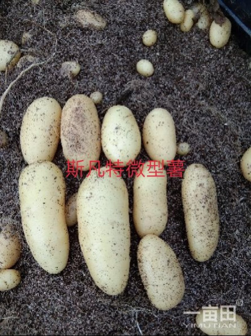 张北县国胜农业开发有限公司