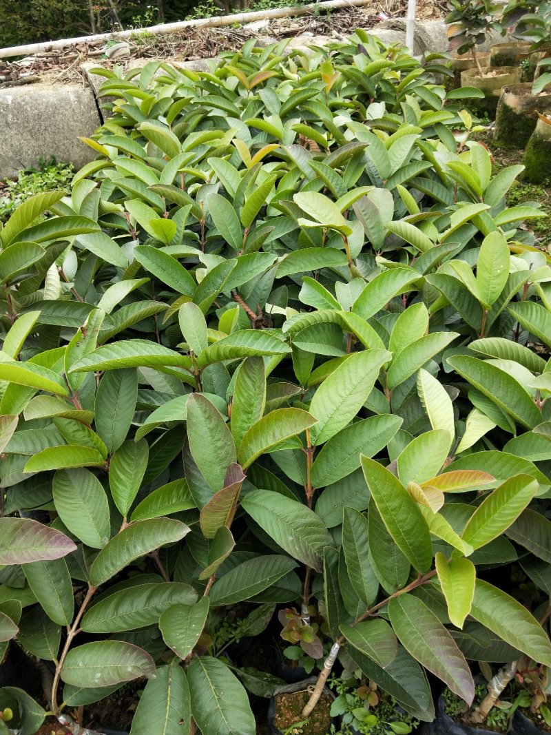 红心番石榴芭乐苗批发价