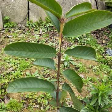 红心番石榴芭乐苗批发价