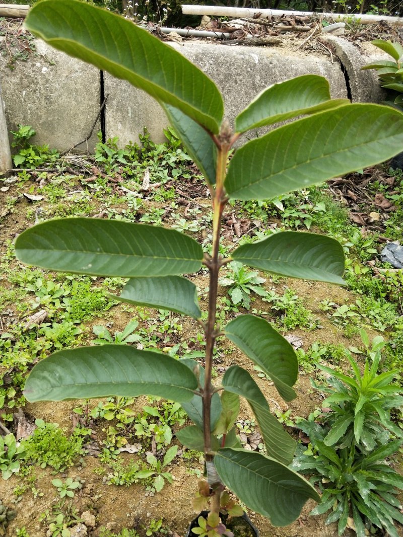 红心番石榴芭乐苗批发价