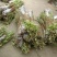 紫薇苗紫薇树紫薇树苗园林绿化紫薇自产自销批发价