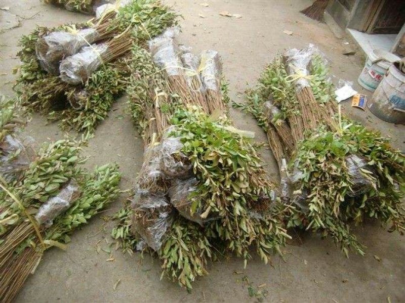 紫薇苗紫薇树紫薇树苗园林绿化紫薇自产自销批发价