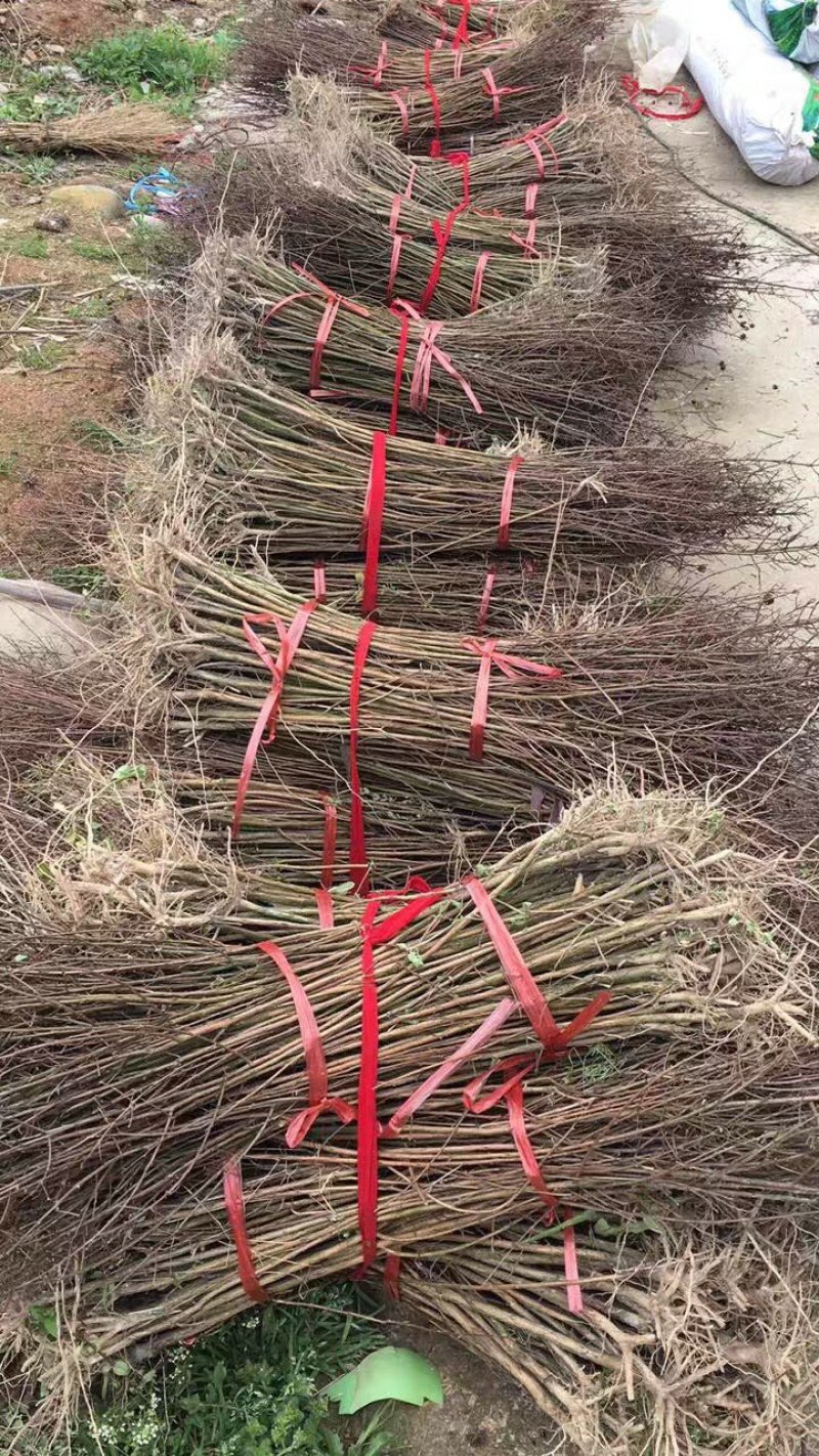 紫薇苗紫薇树紫薇树苗园林绿化紫薇自产自销批发价