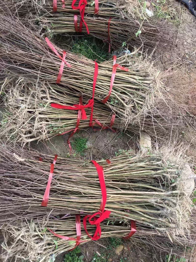 紫薇苗紫薇树紫薇树苗园林绿化紫薇自产自销批发价