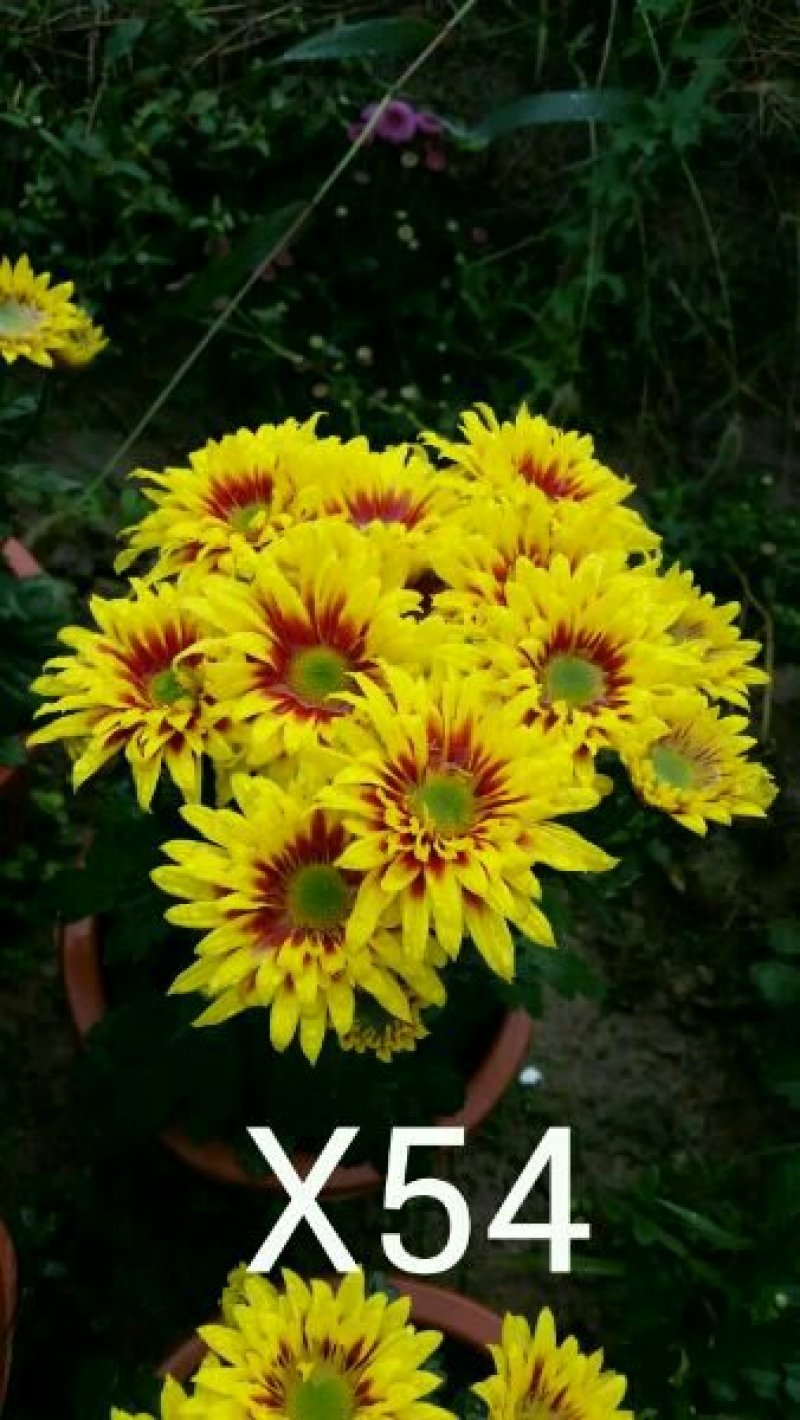 菊花苗