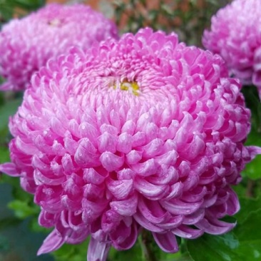 菊花苗