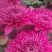 菊花苗