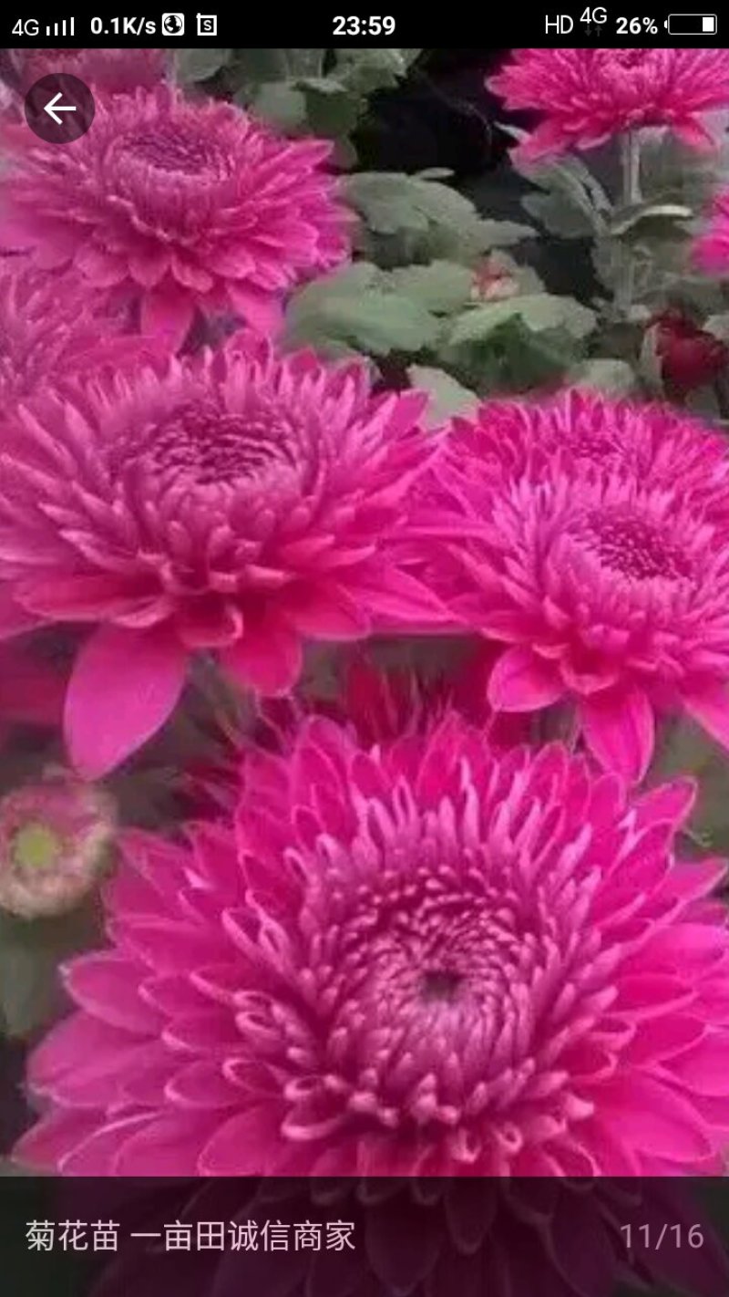 菊花苗