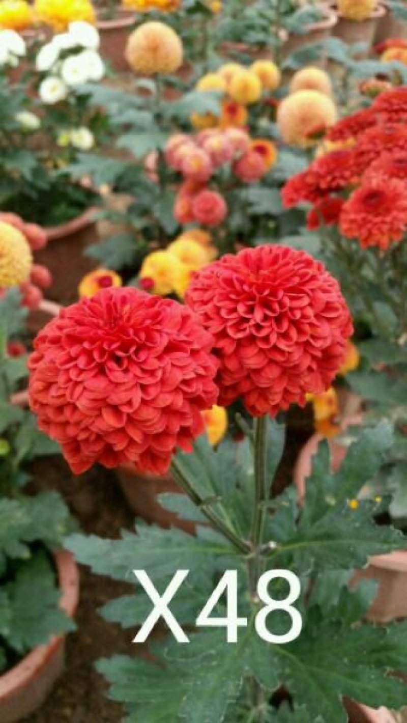 菊花苗