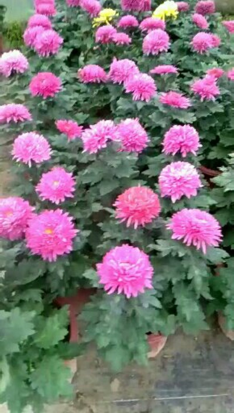 菊花苗