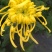 菊花苗