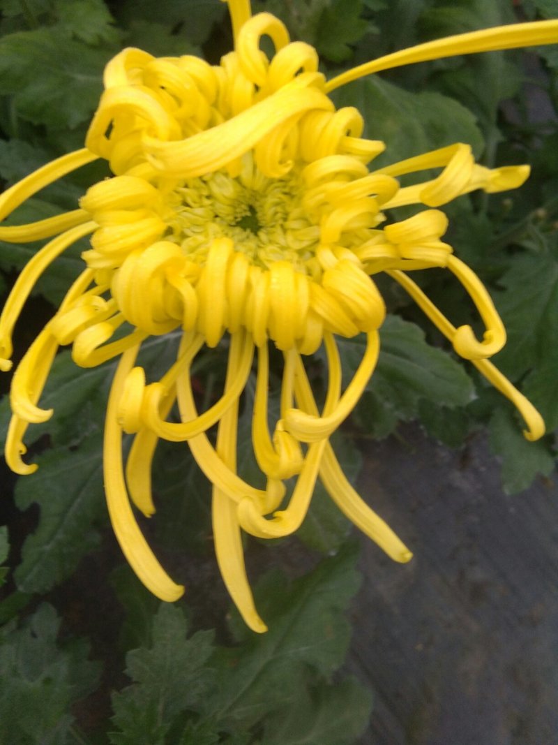 菊花苗