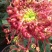 菊花苗