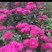 菊花苗