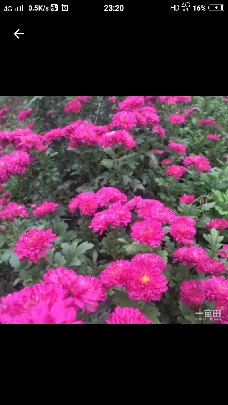 菊花苗