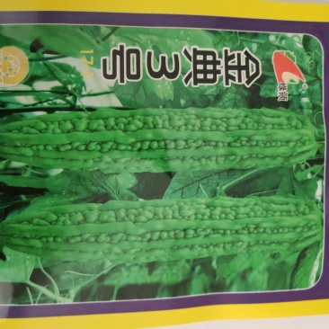 苦瓜种子一金典3号苦瓜