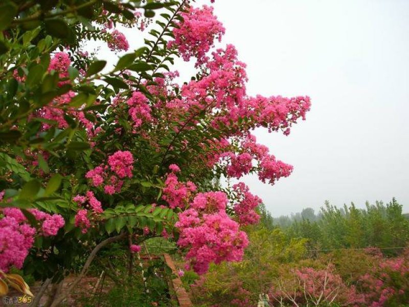 紫薇苗紫薇树紫薇树苗园林绿化紫薇自产自销批发价