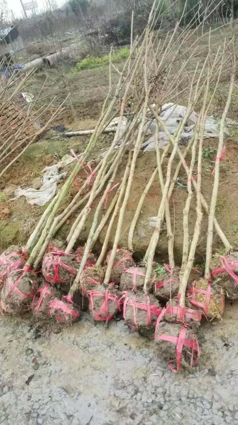 紫薇苗紫薇树紫薇树苗园林绿化紫薇自产自销批发价
