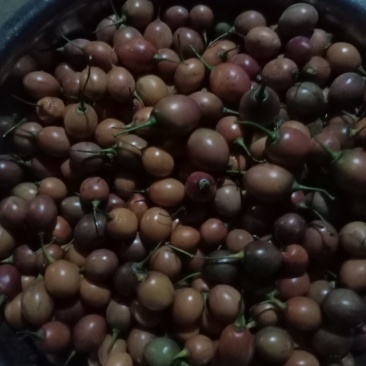 准备育苗大树番茄