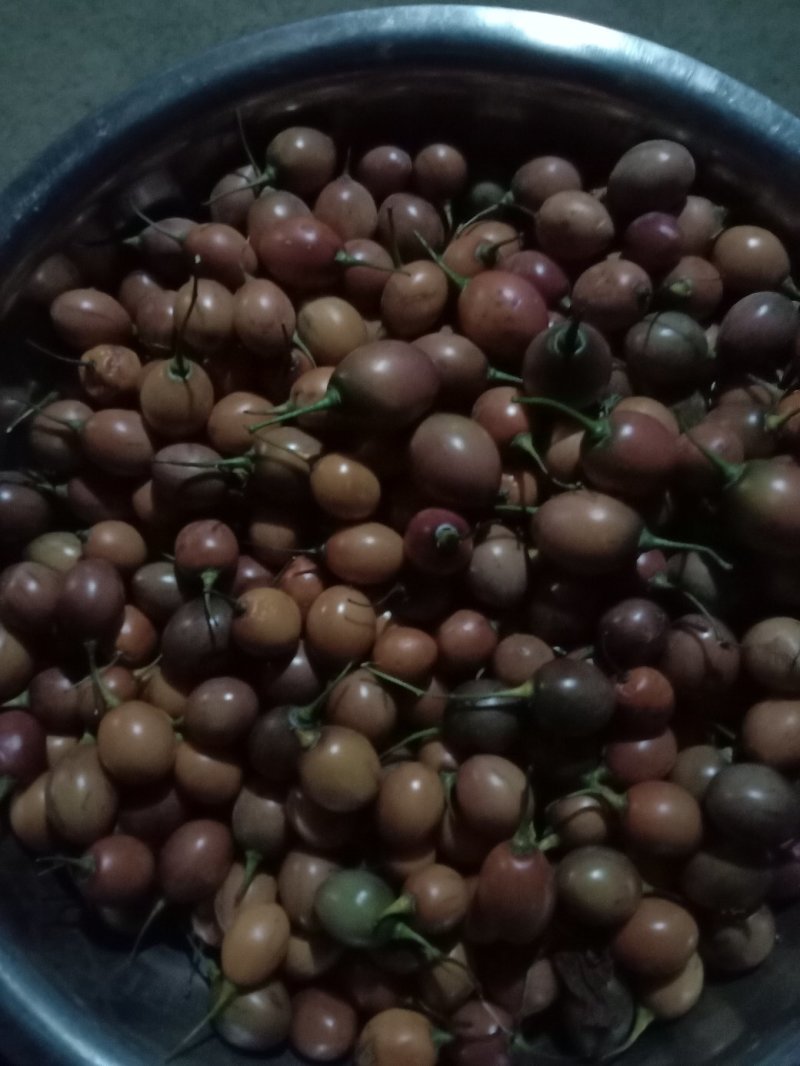 准备育苗大树番茄