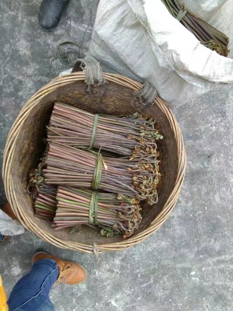 野生蕨菜(鲜货，半成品等)
