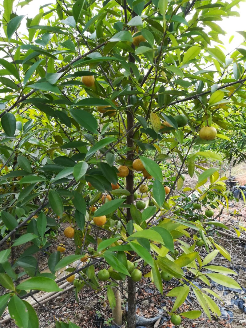 供应龙蒙果苗，芒果苗，黑黄皮果苗
