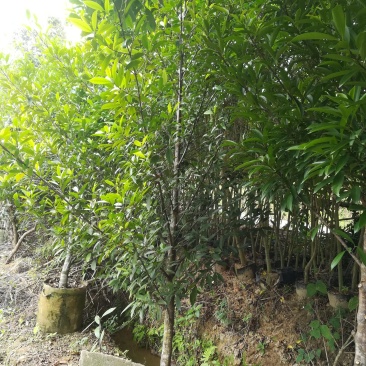 供应龙蒙果苗，芒果苗，黑黄皮果苗
