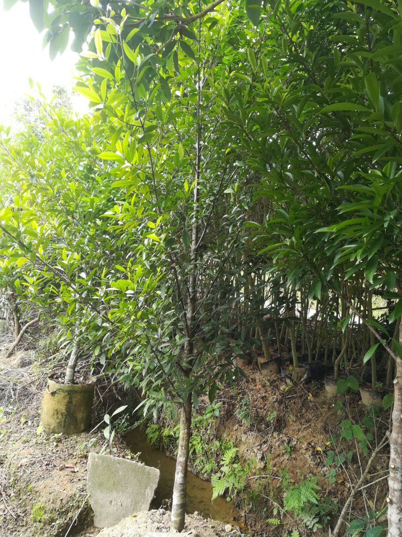 供应龙蒙果苗，芒果苗，黑黄皮果苗