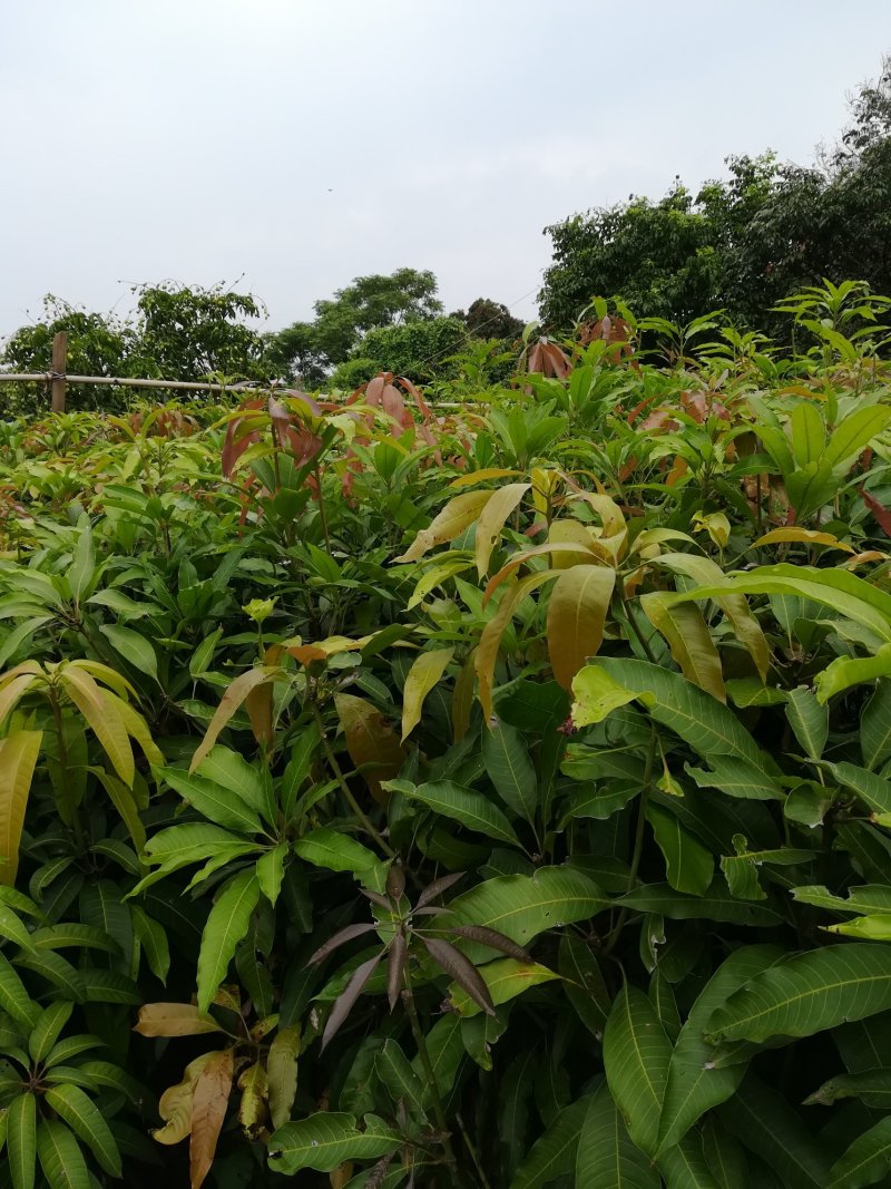 供应龙蒙果苗，芒果苗，黑黄皮果苗