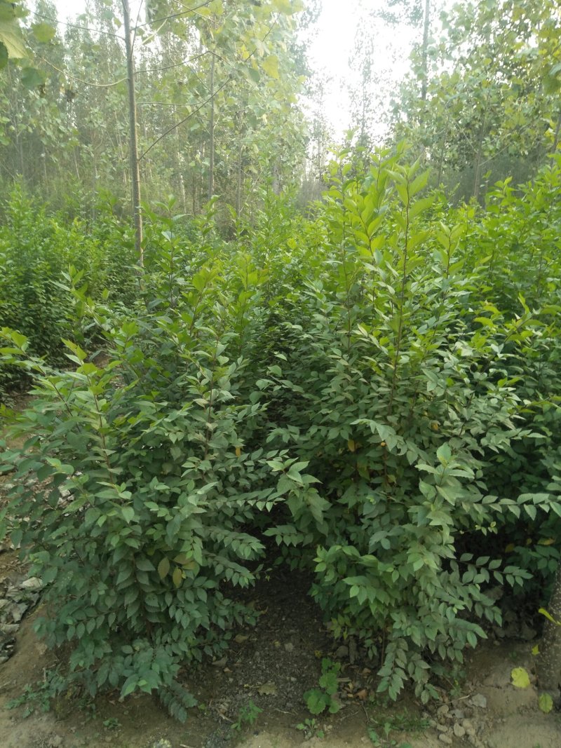 榆树苗，当年生小榆树苗量大，规格80公分高到2.5公分