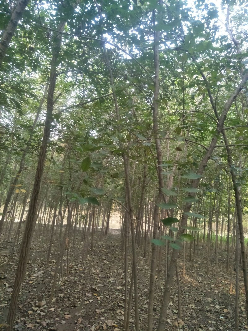 榆树苗，当年生小榆树苗量大，规格80公分高到2.5公分