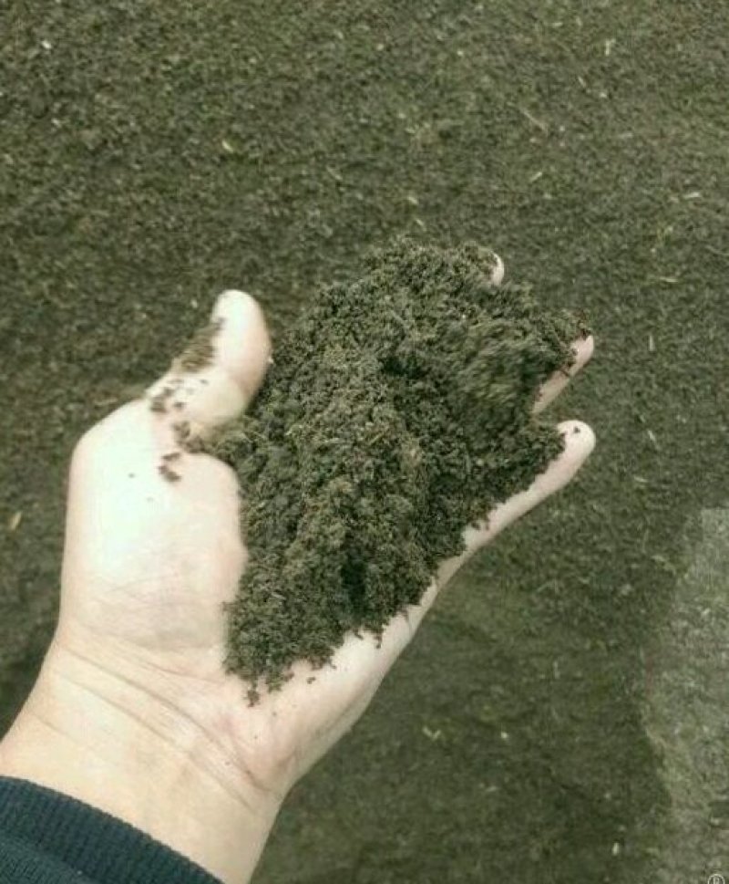 蚯蚓精选优质红色蚯蚓