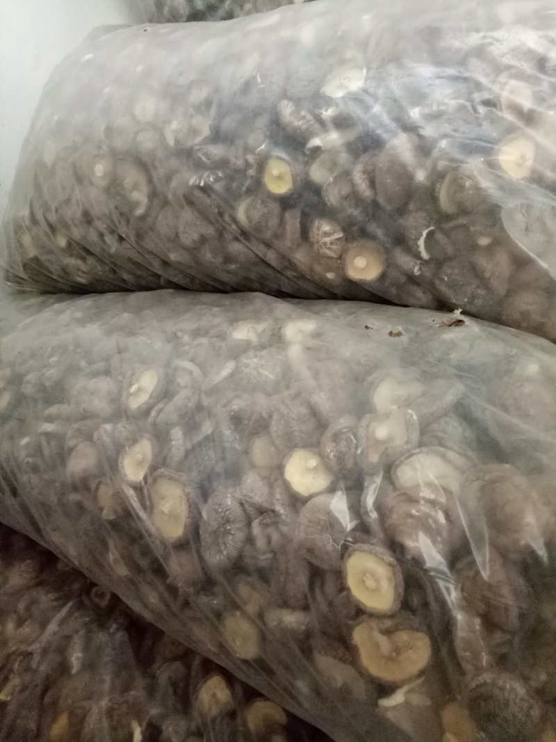 大香菇，是香菇菌盖4直径4厘米肉厚菇脚1厘米以内颜色正常