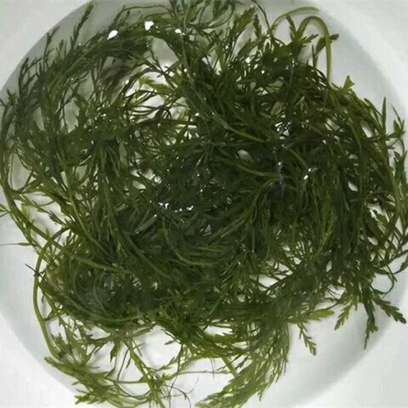 长寿菜，马尾藻，鞭炮笋中餐、火锅特色菜7斤一件
