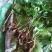 野生三七，也叫黑人参
