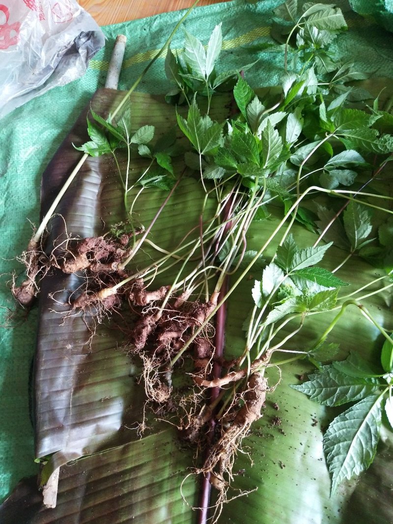 野生三七，也叫黑人参