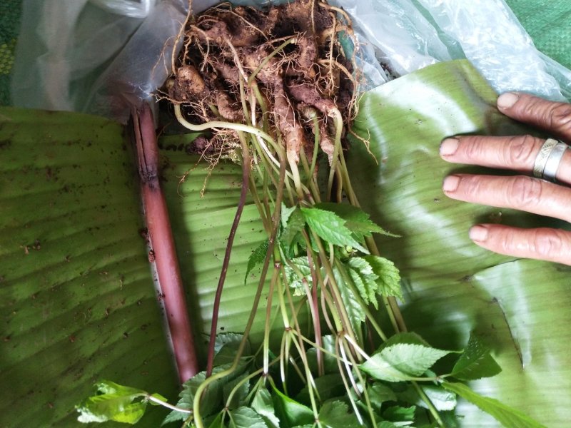 野生三七和野生重楼