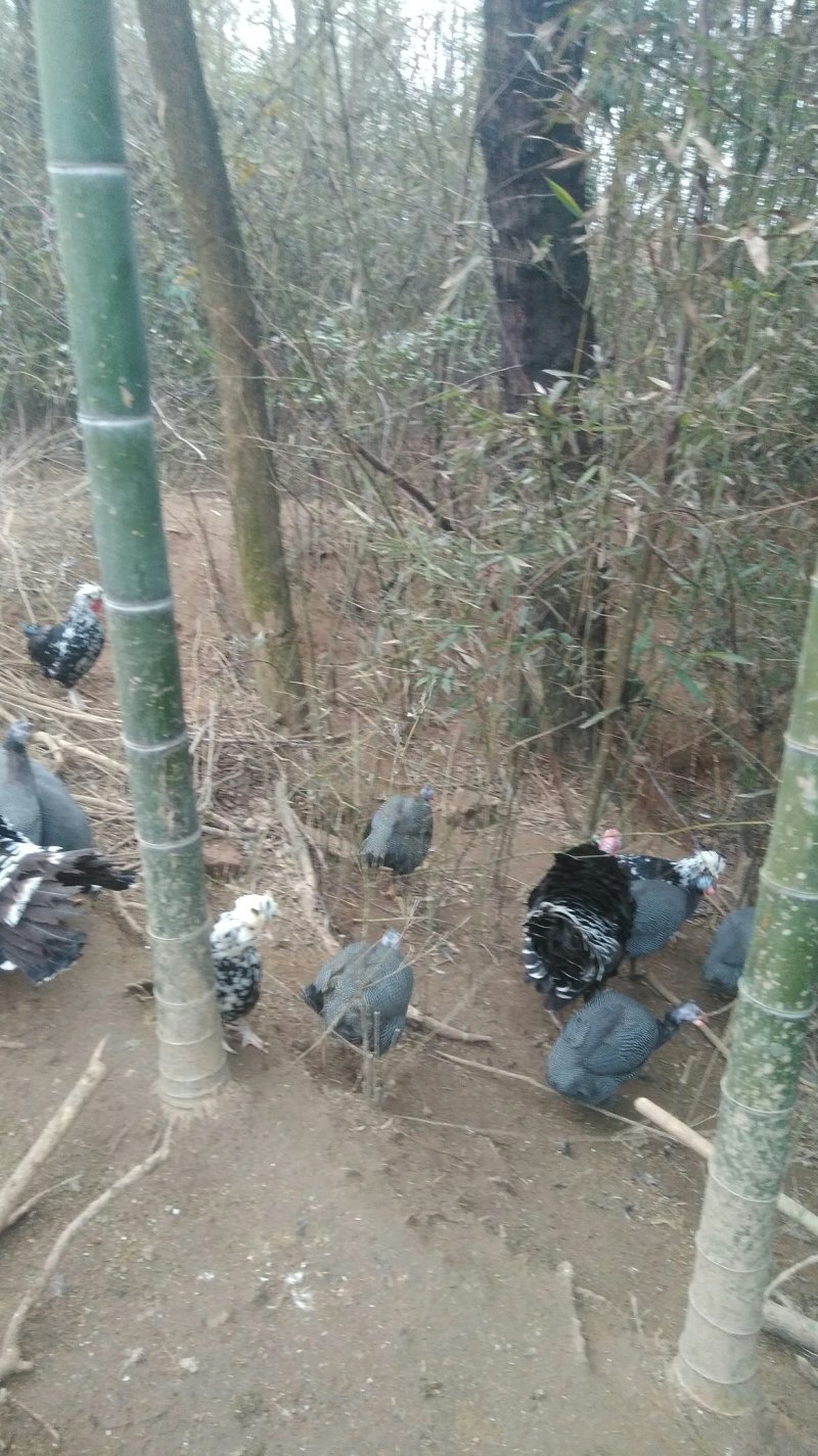 珍珠鸡，贵妃鸡，野鸡，芦花鸡出售