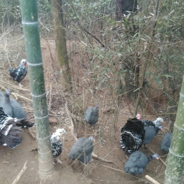 珍珠鸡，贵妃鸡，野鸡，芦花鸡出售