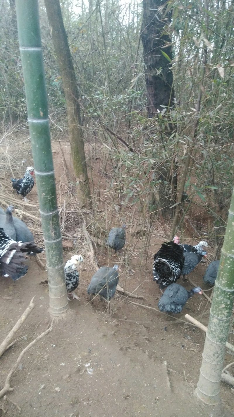 珍珠鸡，贵妃鸡，野鸡，芦花鸡出售