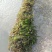 金鱼藻！农户价（数量足，价格优.质量好）欢迎各位老板采购