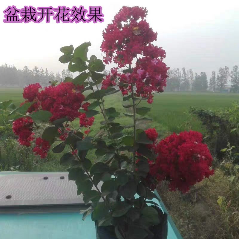绿化工程苗木百日红美国红火箭紫薇树苗批发速生紫薇小