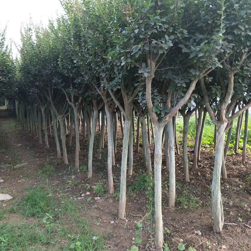 绿化工程苗木百日红美国红火箭紫薇树苗批发速生紫薇小