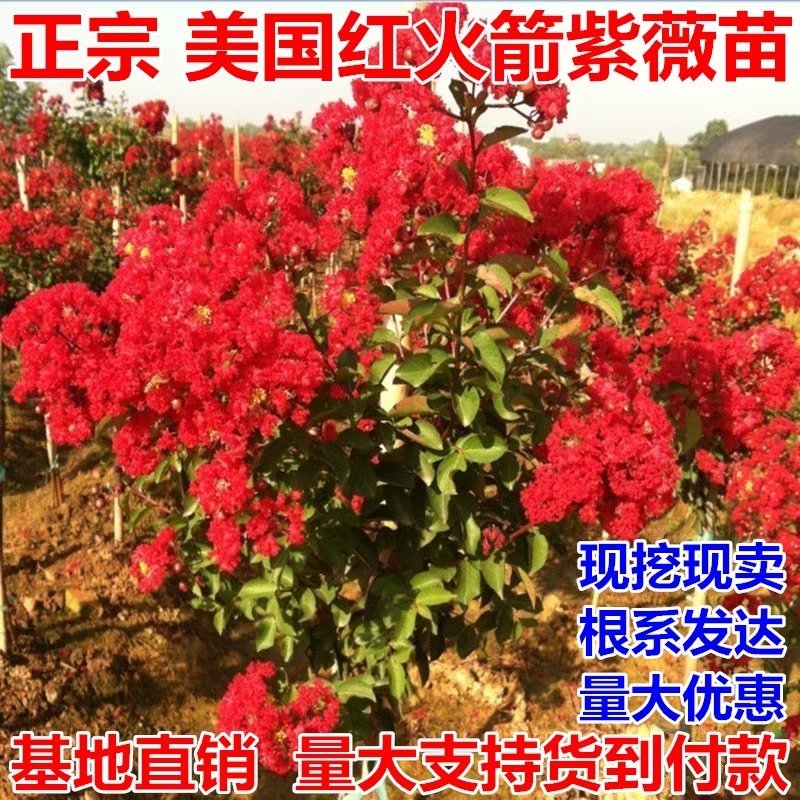 绿化工程苗木百日红美国红火箭紫薇树苗批发速生紫薇小